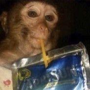 T1