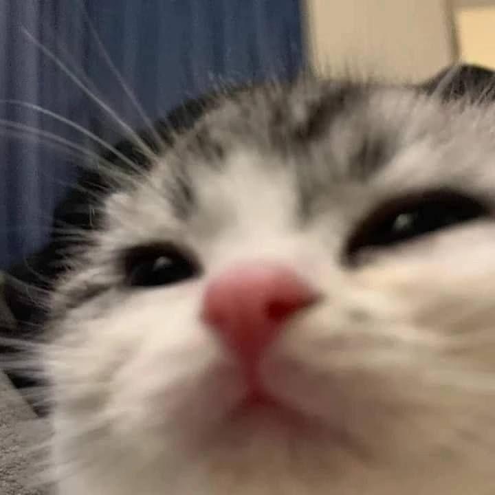 kotiki123 avatar