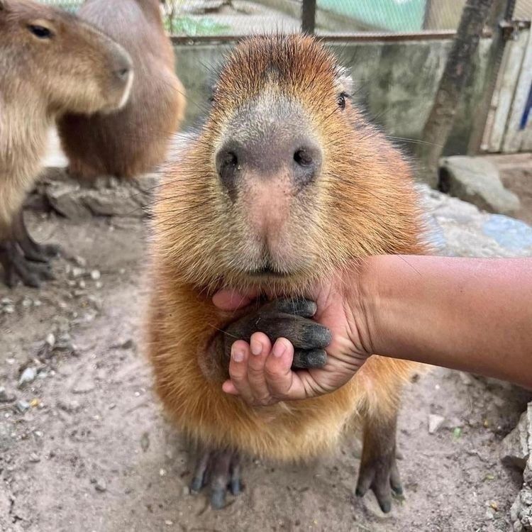 7CapYBarA