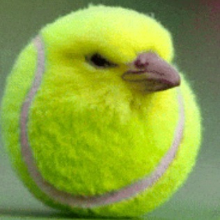 wurfy