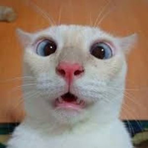gato-_