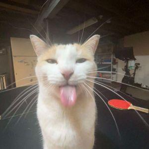 xNothingAWP avatar