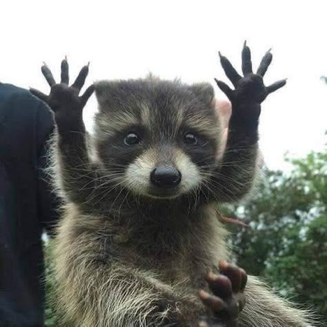 TyaRazor