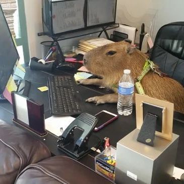 ruhathegoat
