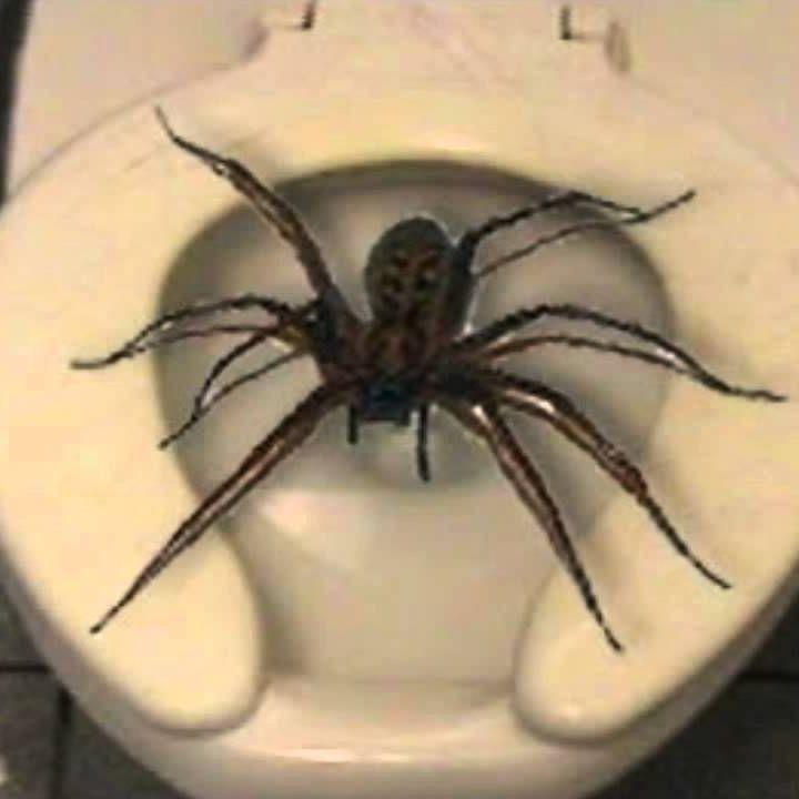 blackete