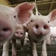Pig5