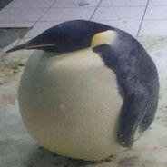 Fat_Penguin1 avatar