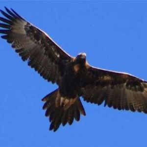 GULF EAGLES