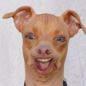 Zmrzlina_