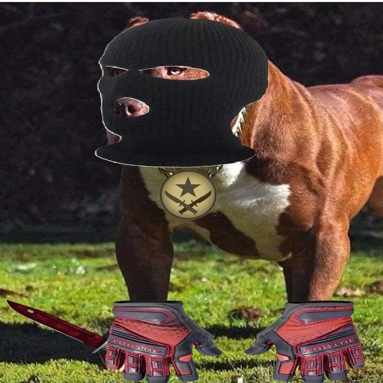 BigMachoTDogs