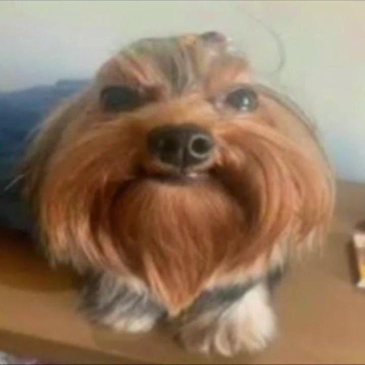 MoDj1 avatar