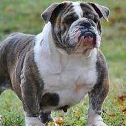 Bulldoggyy avatar