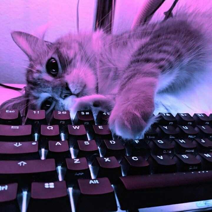 team_meow66