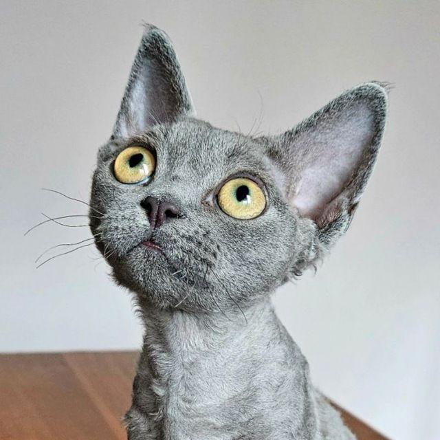 Bra1nnn_12 avatar