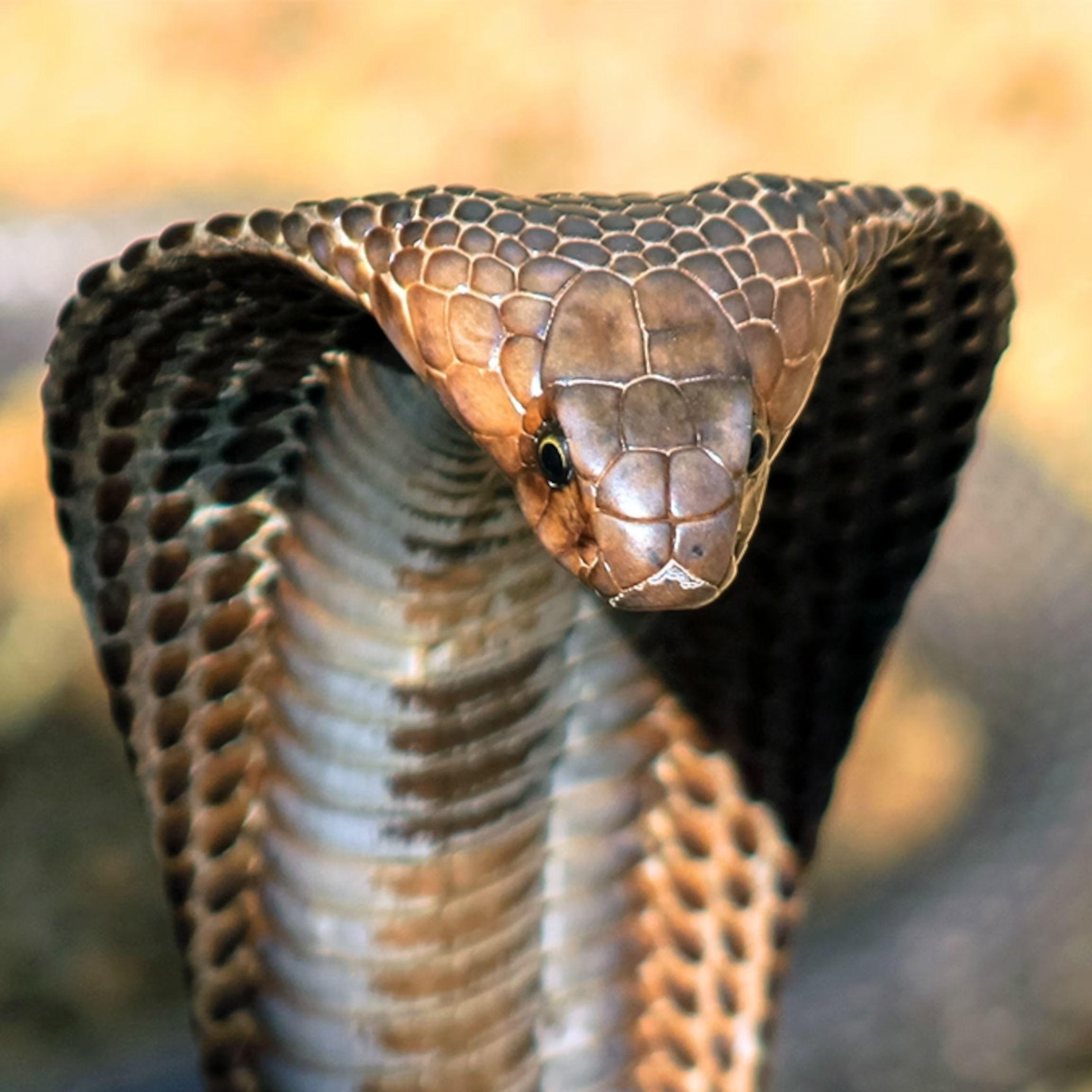 SERPENT2004
