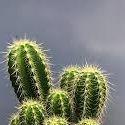 Cactussyy avatar