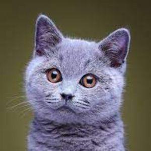 TeaBobson12 avatar