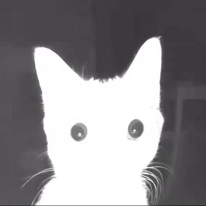 Owl_HP avatar