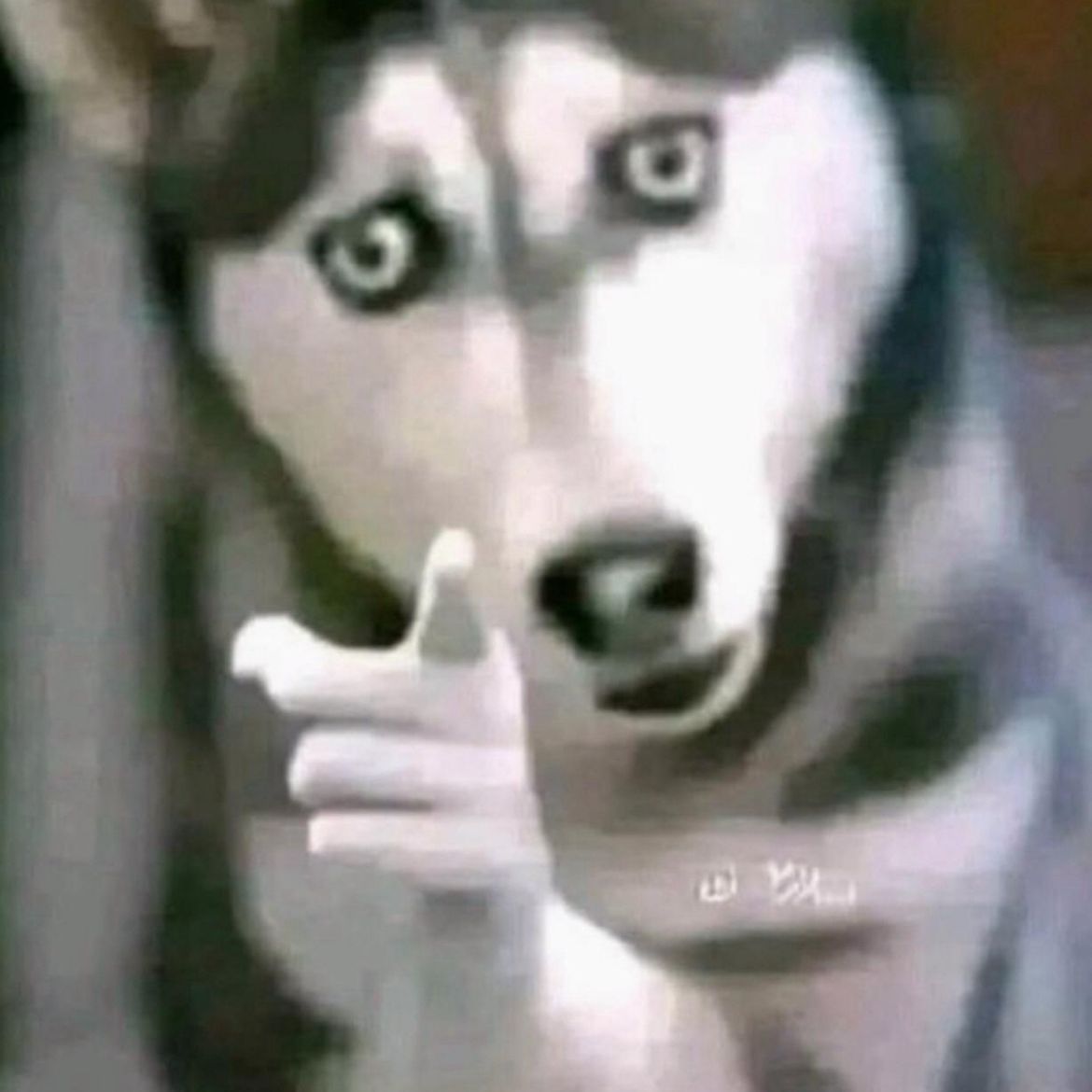zvzvzvzv001