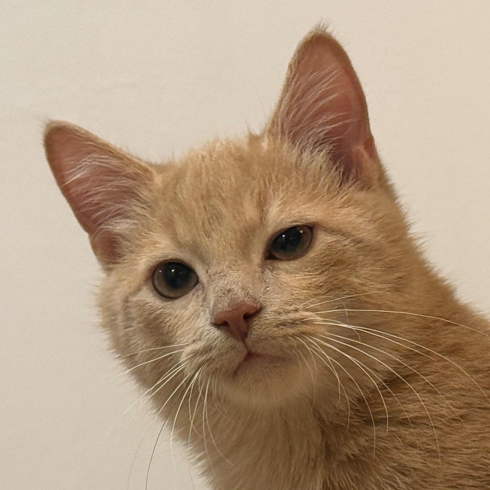 marioffel avatar