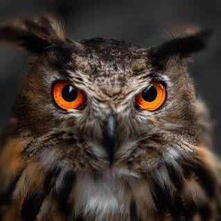tyto avatar
