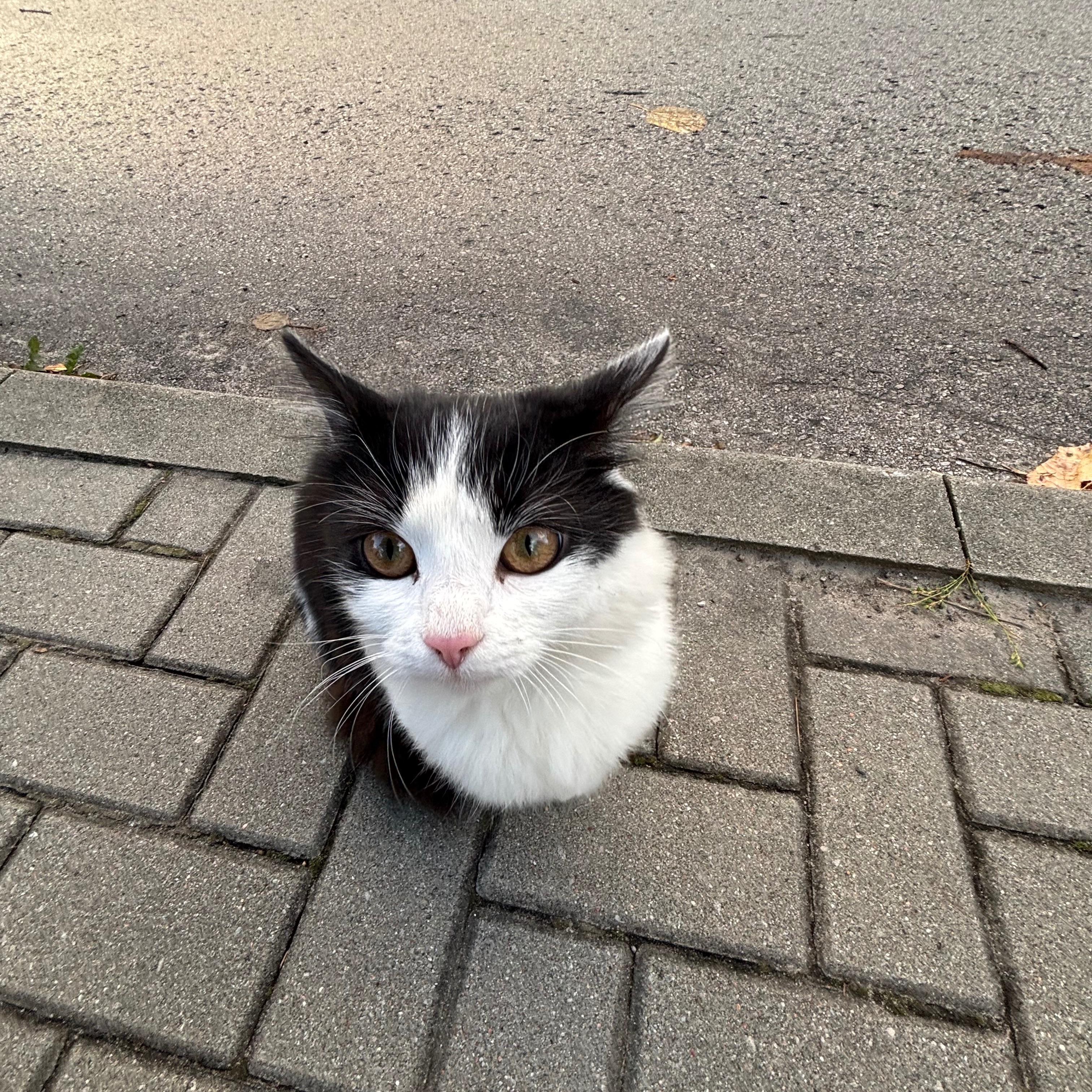 Stecznyy avatar