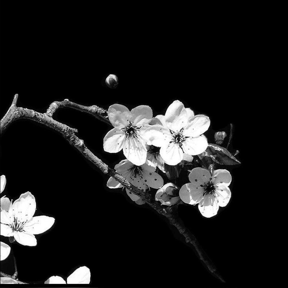 treepied
