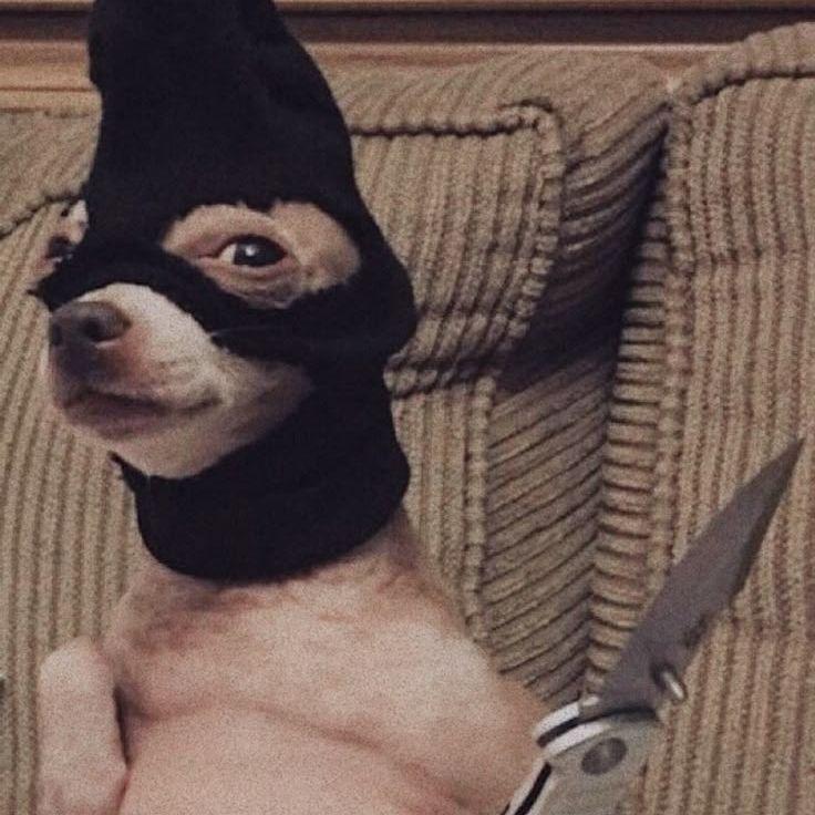 FoxBlame avatar