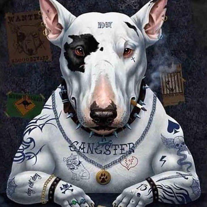 punkColdy