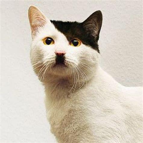 Meovw avatar