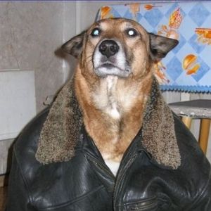 UNICORGI