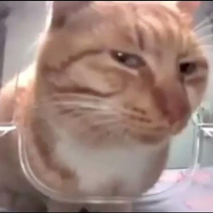 NesKwY