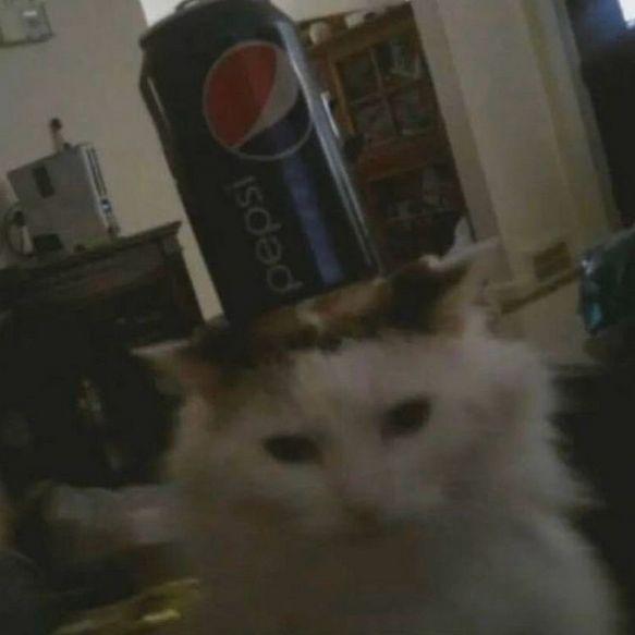 meowgli avatar