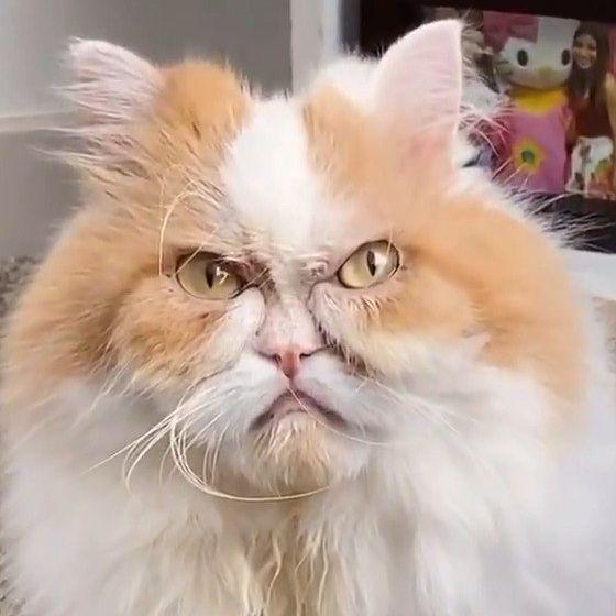 _CERbKA_ avatar