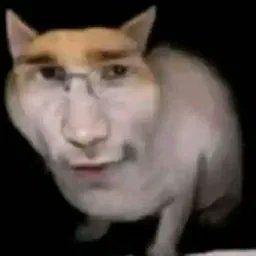 dareczekpp avatar
