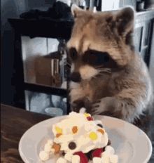 raccoon_exe