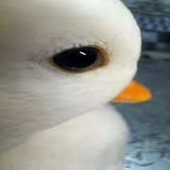 9uack9uack FACEIT avatar