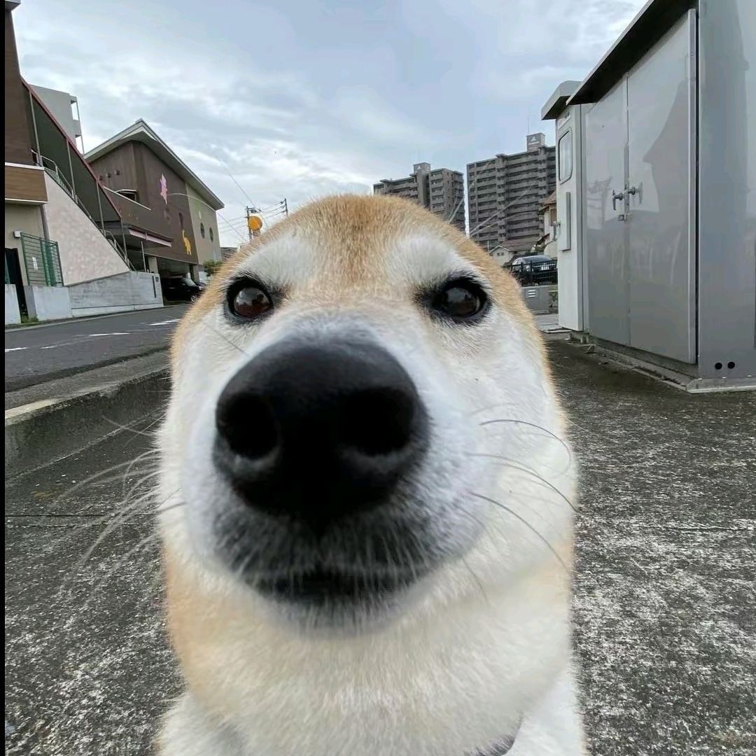 MrBo0Mbast1k avatar