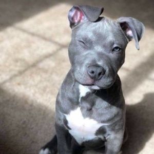 KusHf1