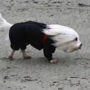 Bulututu