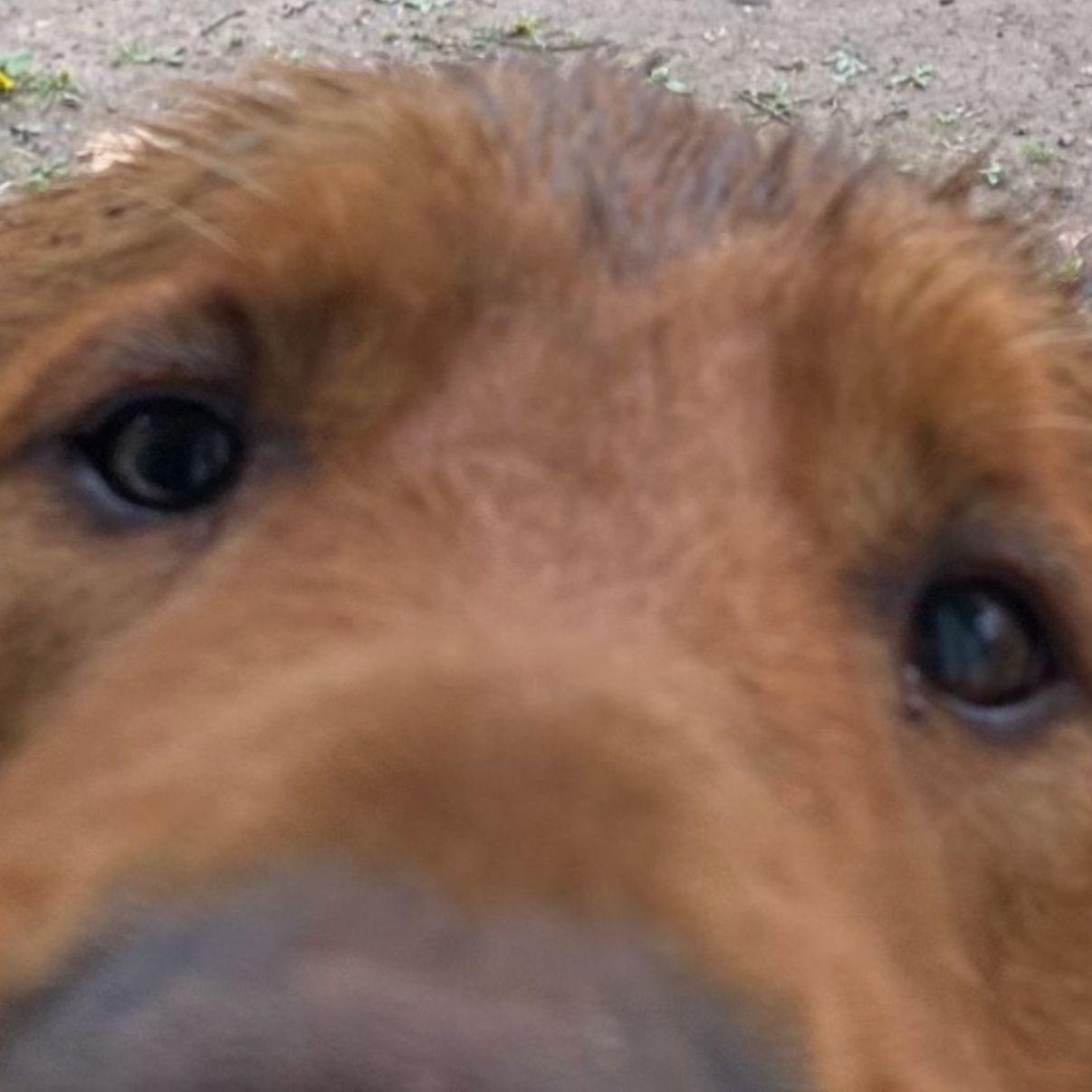 Squiqeez