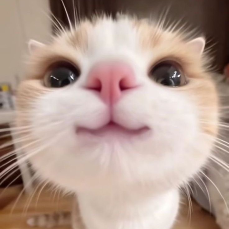 nnkuf_