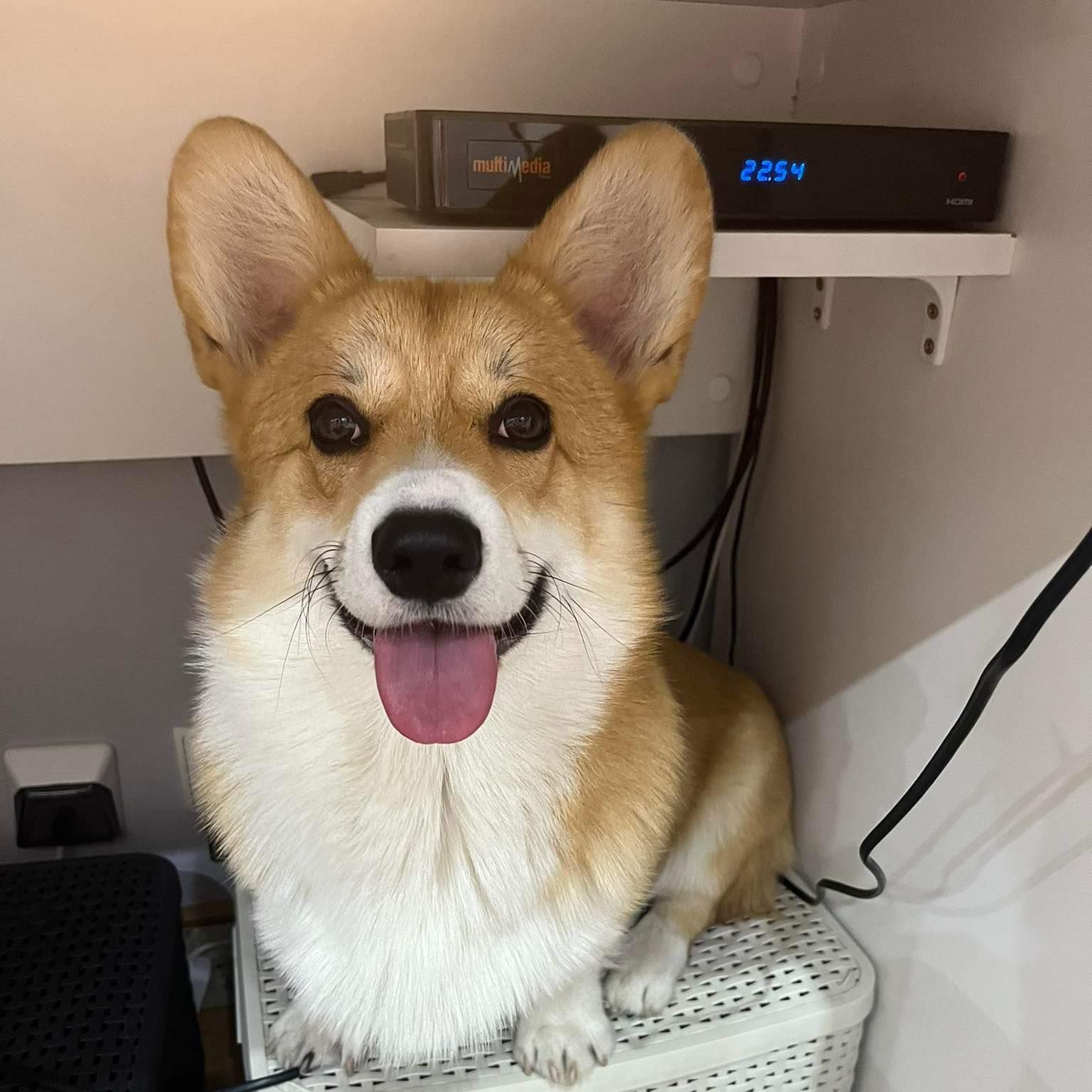 -corgiii