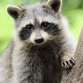 RaccoonFaruk