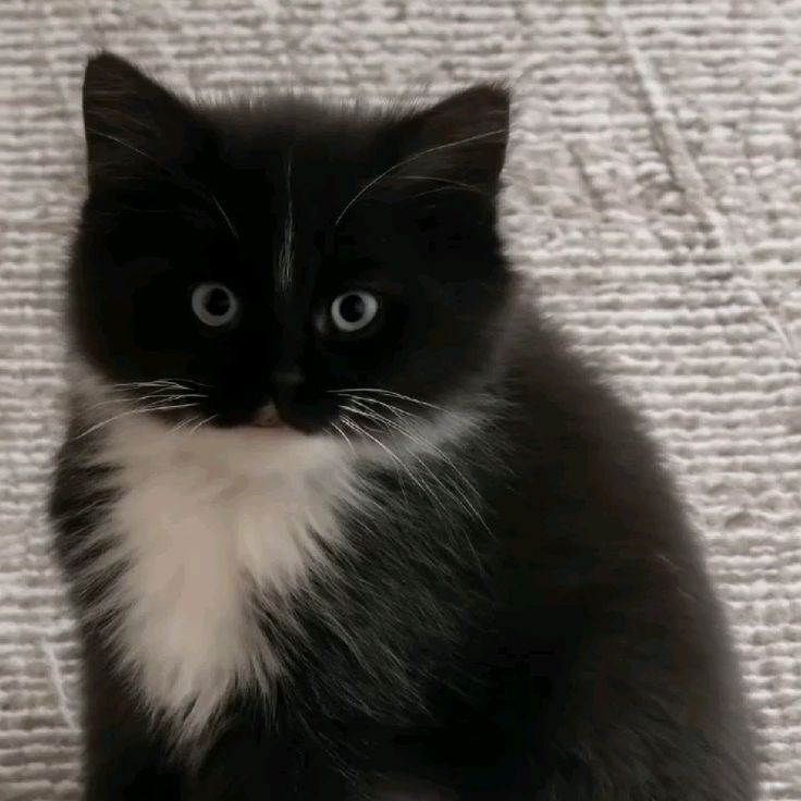 Kisu_