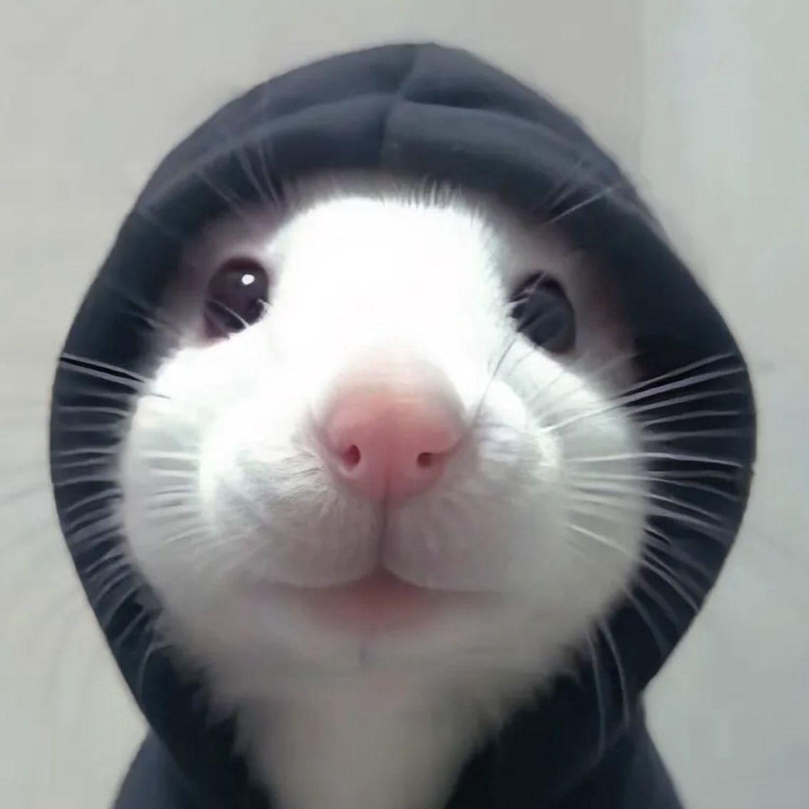 ramziiN avatar