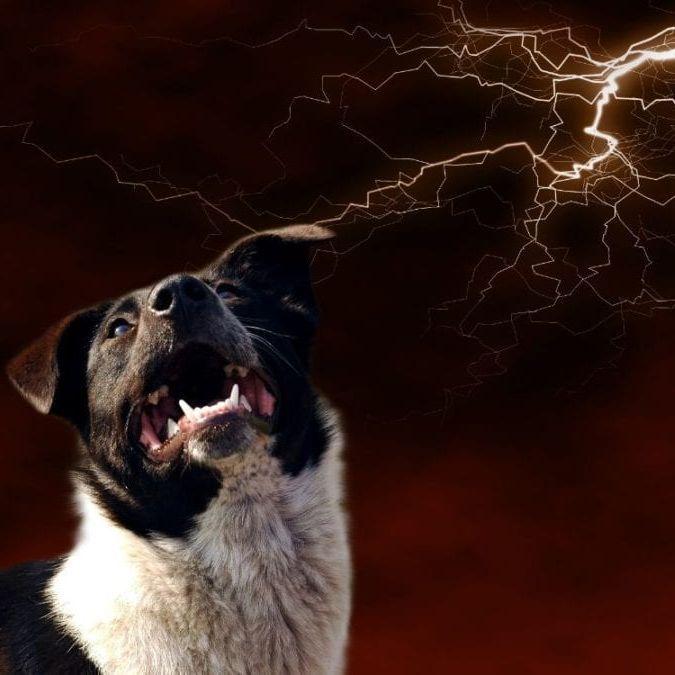 Thunder-Dog avatar