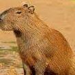 capybara233 avatar