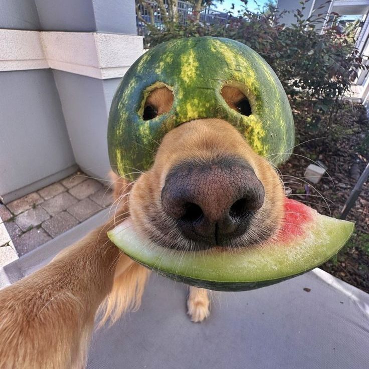 woof-