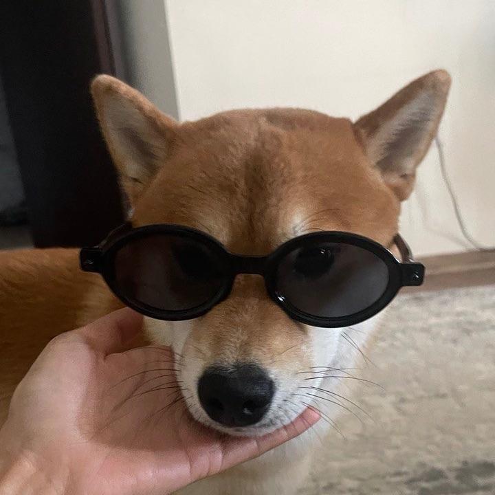 Sh1ba_inu avatar